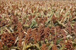 Sorghum In Field