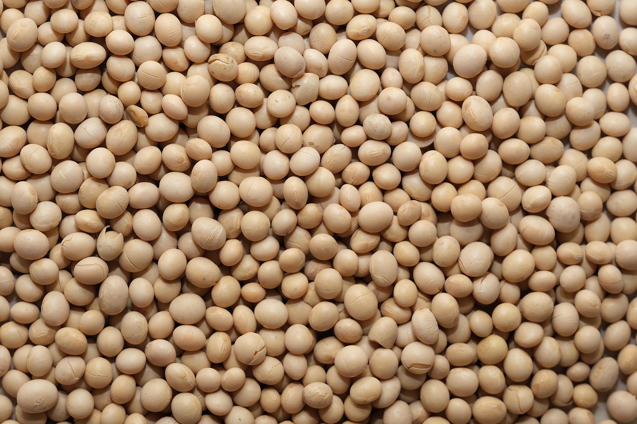 Soy Beans In Pile