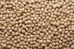 Soy Beans In Pile