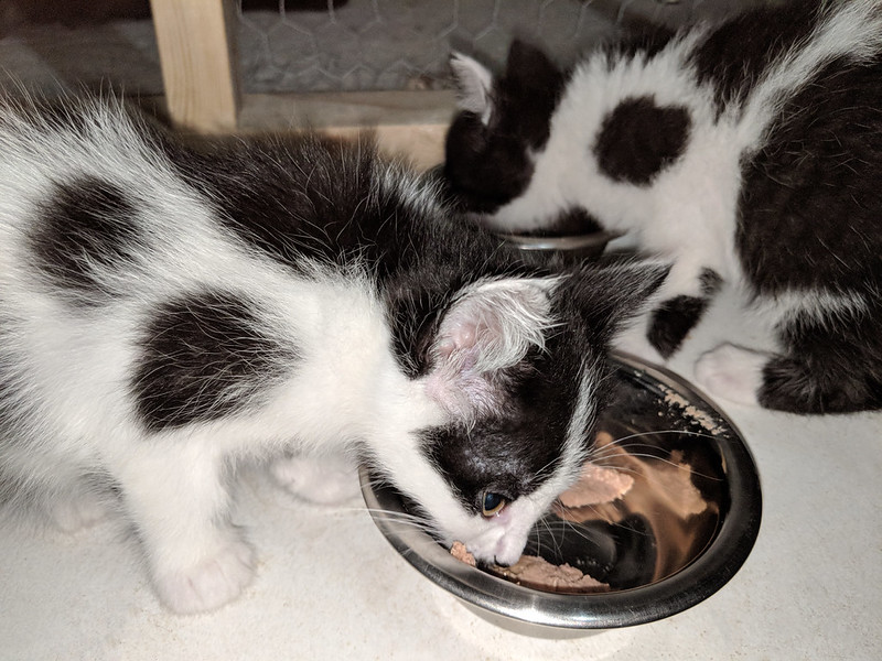Two black and white kittens eating from a metal food bowl on a tile floor