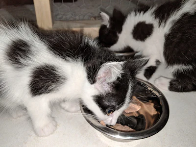 Two black and white kittens eating from a metal food bowl on a tile floor