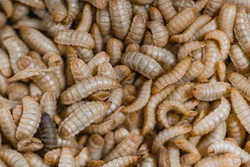 Black Soldier Fly Larvae Innovafeed