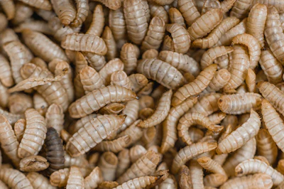 Black Soldier Fly Larvae Innovafeed