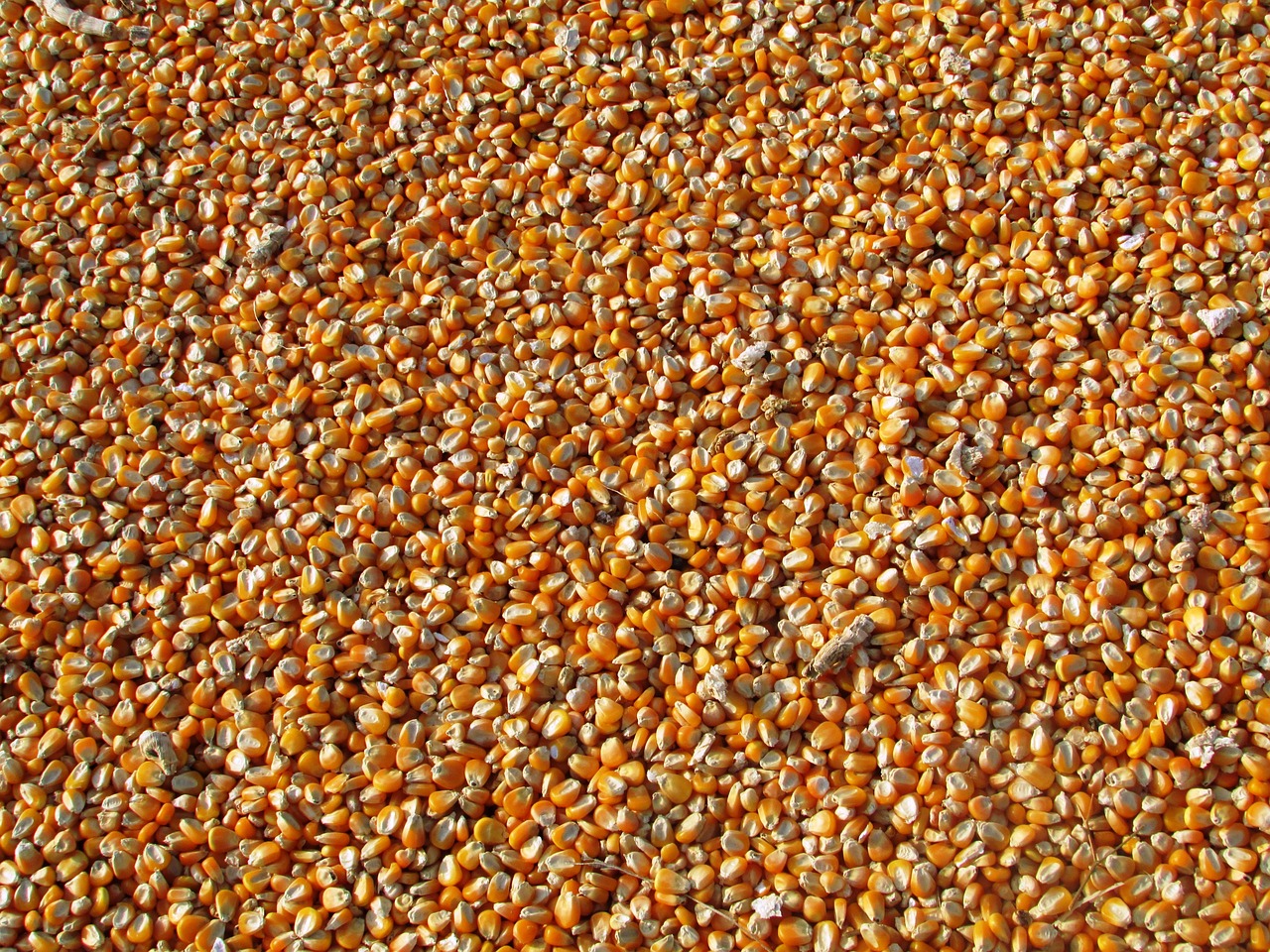 Corn 264520 1280