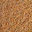 Corn 264520 1280