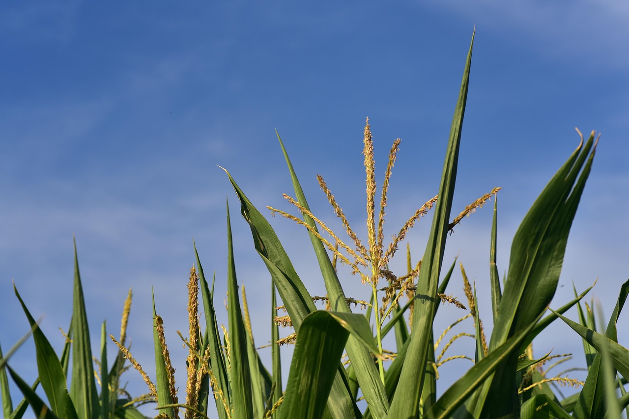 Corn 3545146 1280