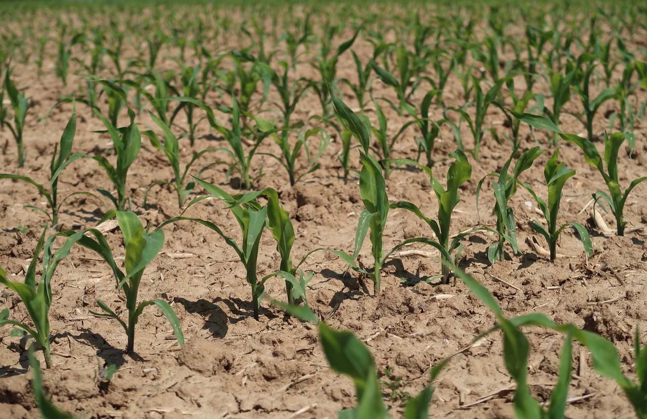 Cornfield 3418698 1280