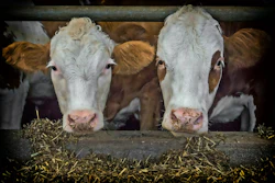 Cows Beef Fence Feed Pixabay