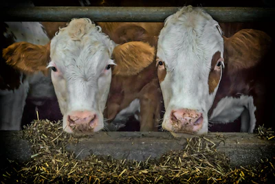 Cows Beef Fence Feed Pixabay
