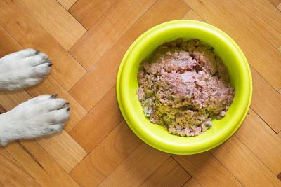 Dog Food Wet In Yellow Bowl Mattycoulton Pixabay