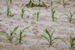 Dry Cornfield