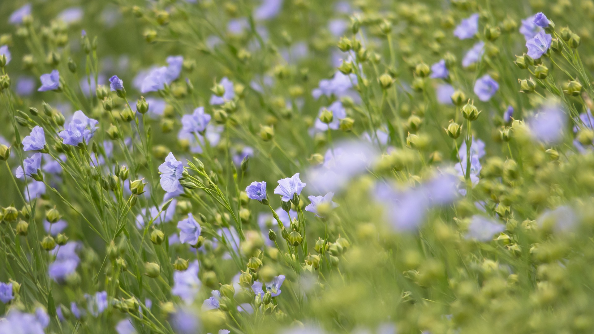 Flax Seed