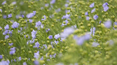 Flax Seed