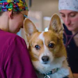 According to Purina, a recent survey found that while 94% of animal owners say they appreciate veterinarians, only 49% of veterinary professionals feel their work is appreciated.