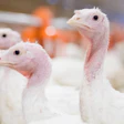 Turkeys Big Dutchman