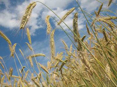 Wheat 228726 1280