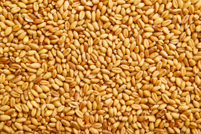 Wheat Grains (3)