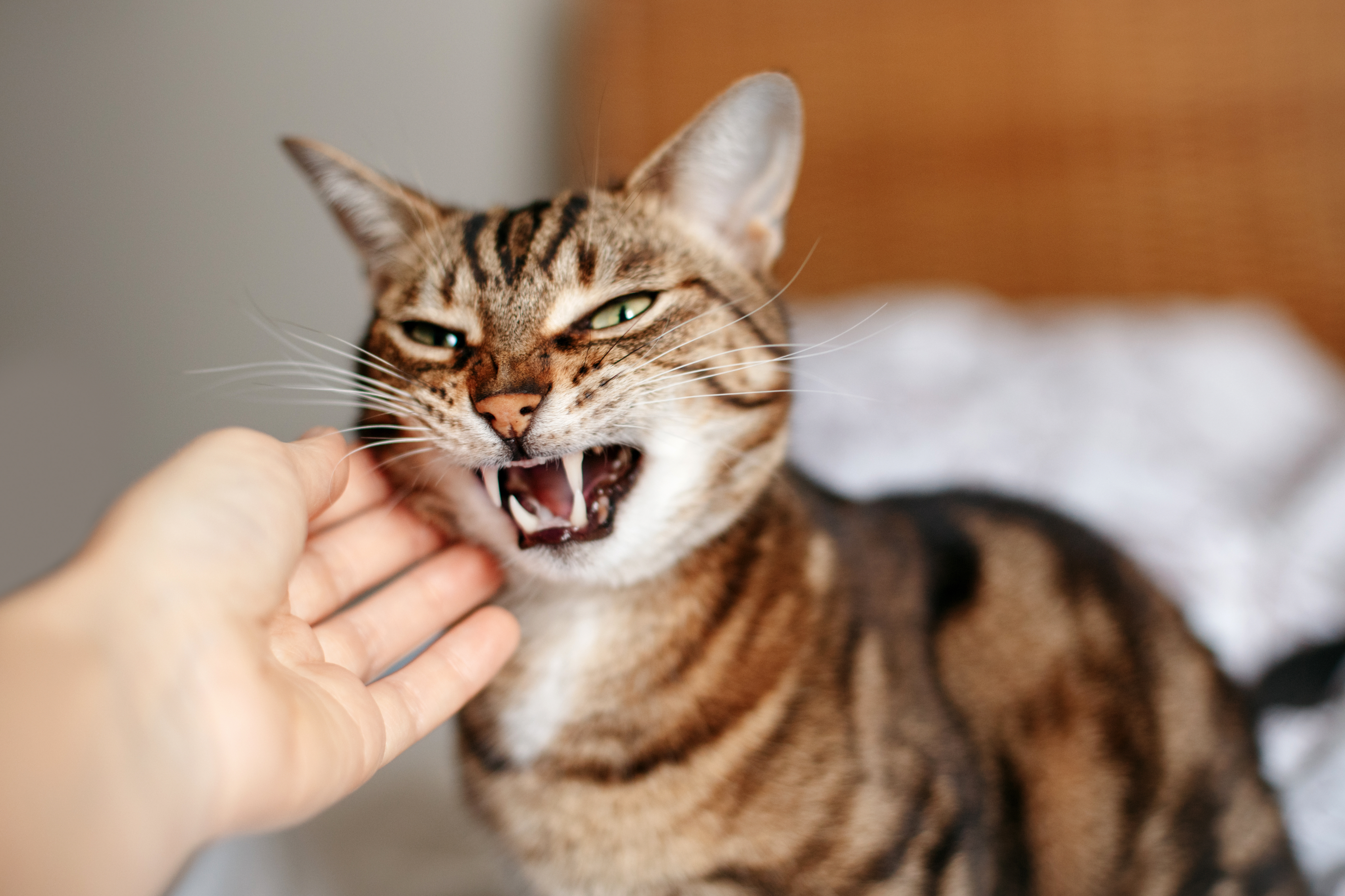 Tabby cat hissing with mouth open and paw raised toward camera