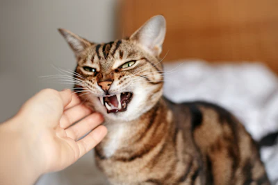 Tabby cat hissing with mouth open and paw raised toward camera