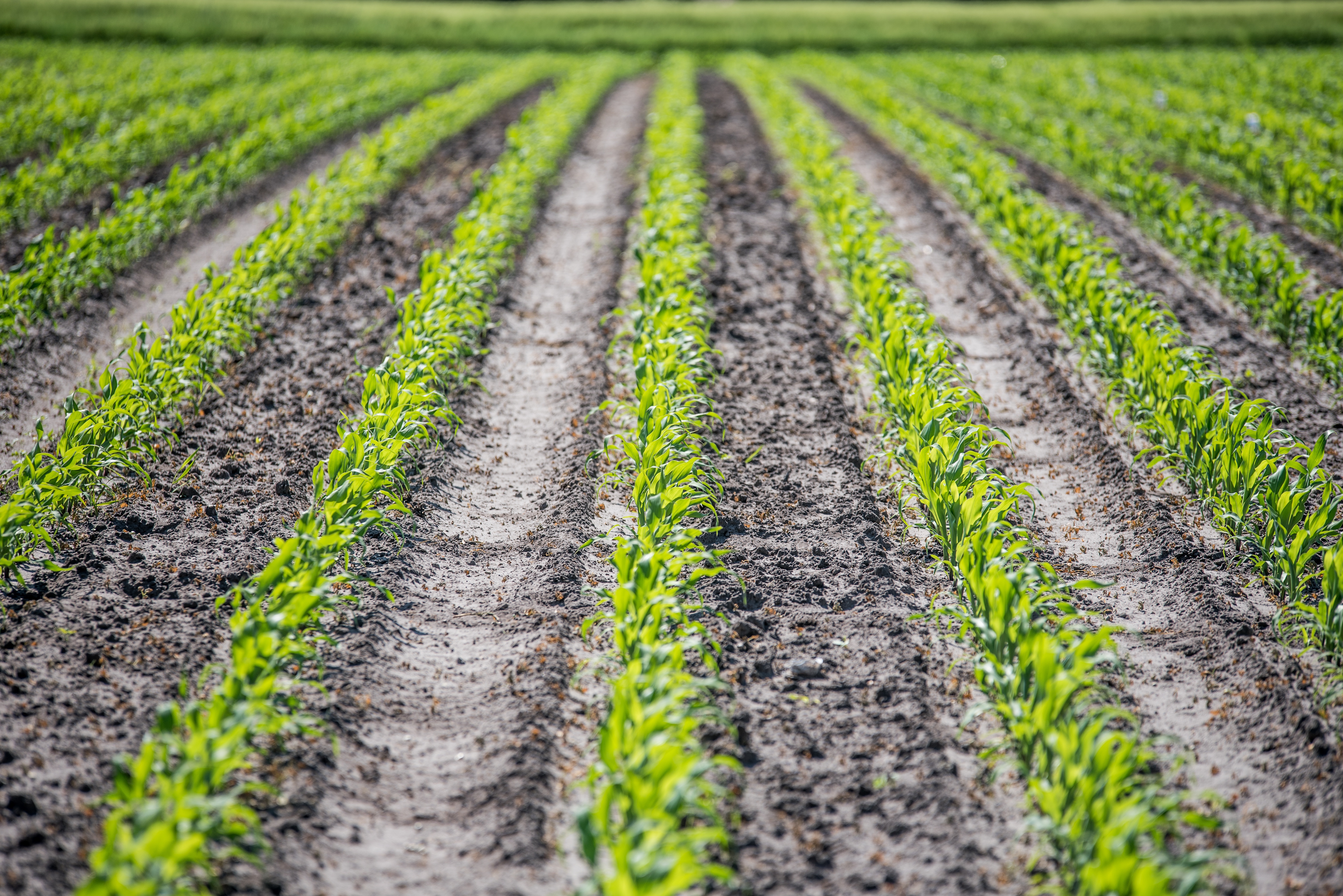 Corn Growing Ehrecke Pixabay