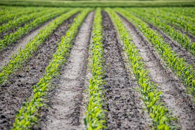 Corn Growing Ehrecke Pixabay