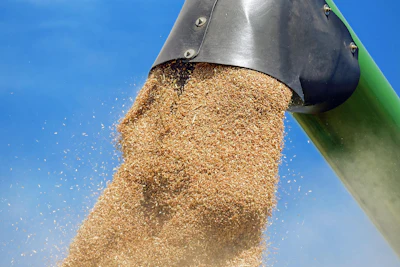Couleur Wheat 1508654 1920