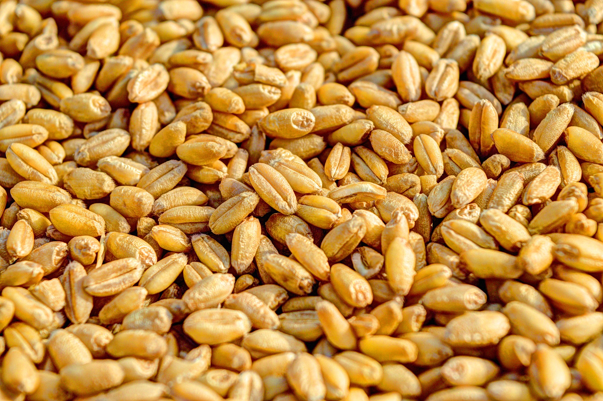 Emagneto Wheat 381848 1920