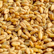 Emagneto Wheat 381848 1920