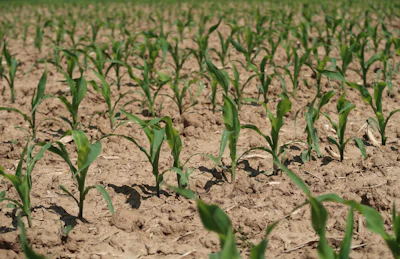 Fritz The Cat Cornfield 3418698 1920