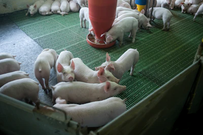White pigs feeding and resting in an indoor farm enclosure with green plastic flooring and red feed container