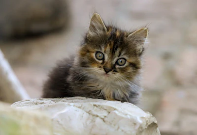 Kitten Ilonaburschl Pixabay com