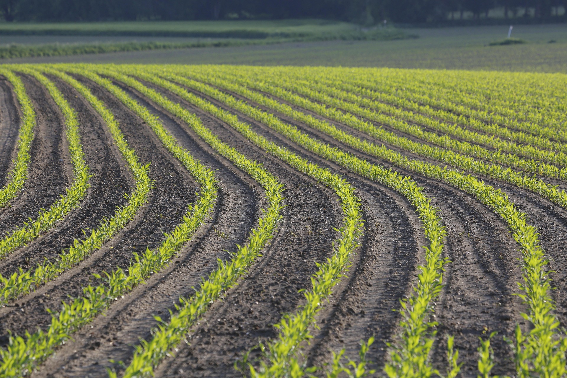 Schauhi Corn 7215686 1920