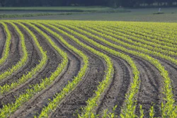 Schauhi Corn 7215686 1920