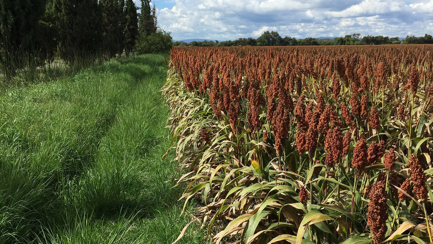 Sorghum Field Flowering Pixabay