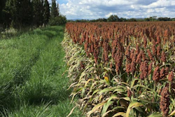 Sorghum Field Flowering Pixabay