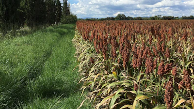 Sorghum Field Flowering Pixabay