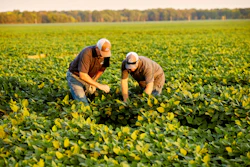 Two Male Workers With Soybean Plants Habbe Farm