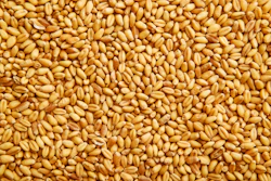 Close-up view of golden wheat grains or cereal kernels scattered densely together