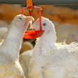 White Broilers Drinking Closeup