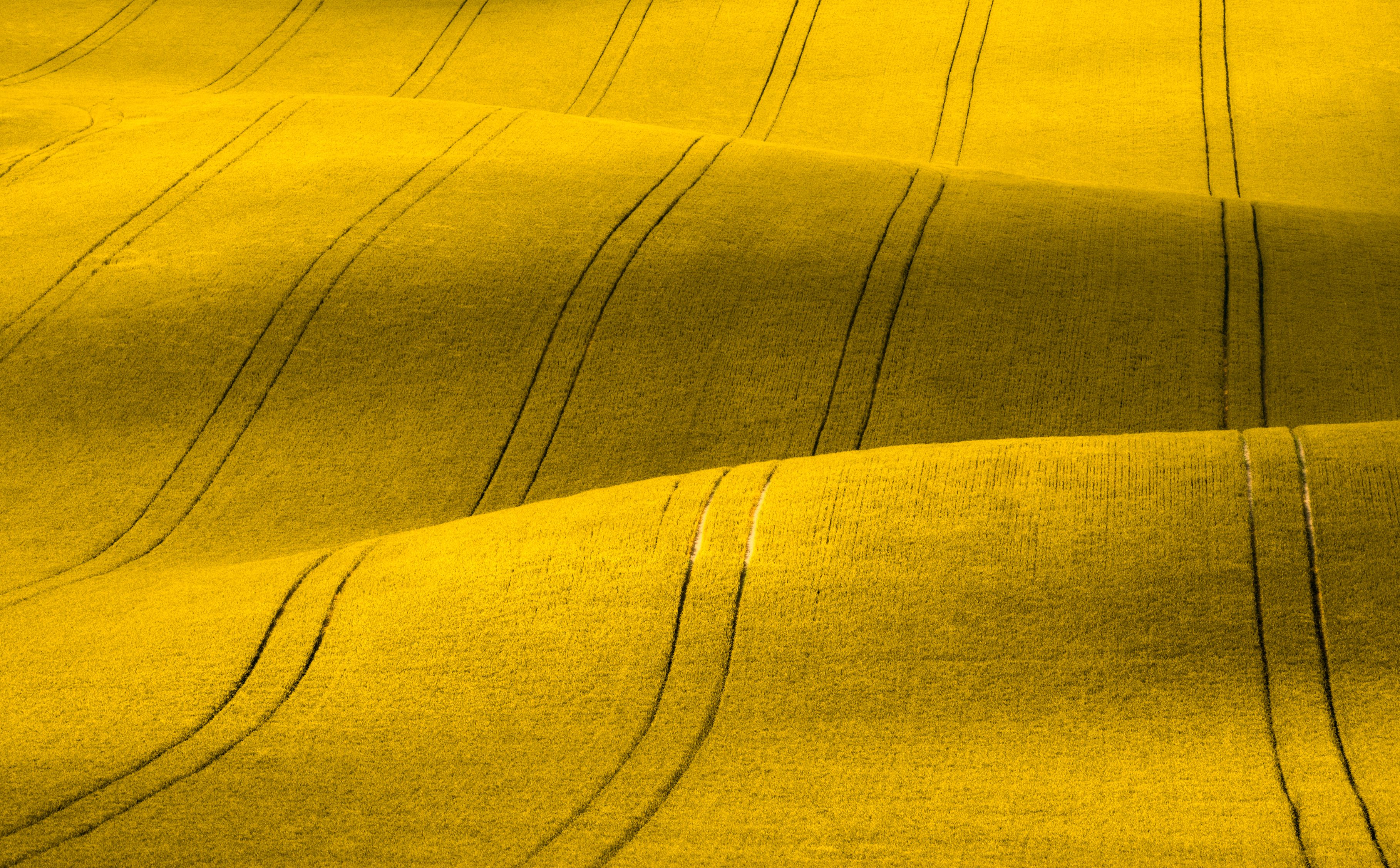 BASF introduces InVigor Gold L322, the first hybrid released in BASF&rsquo;s breakthrough innovation in canola seed.