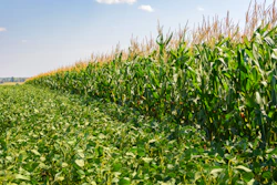 Corn Soybean Field