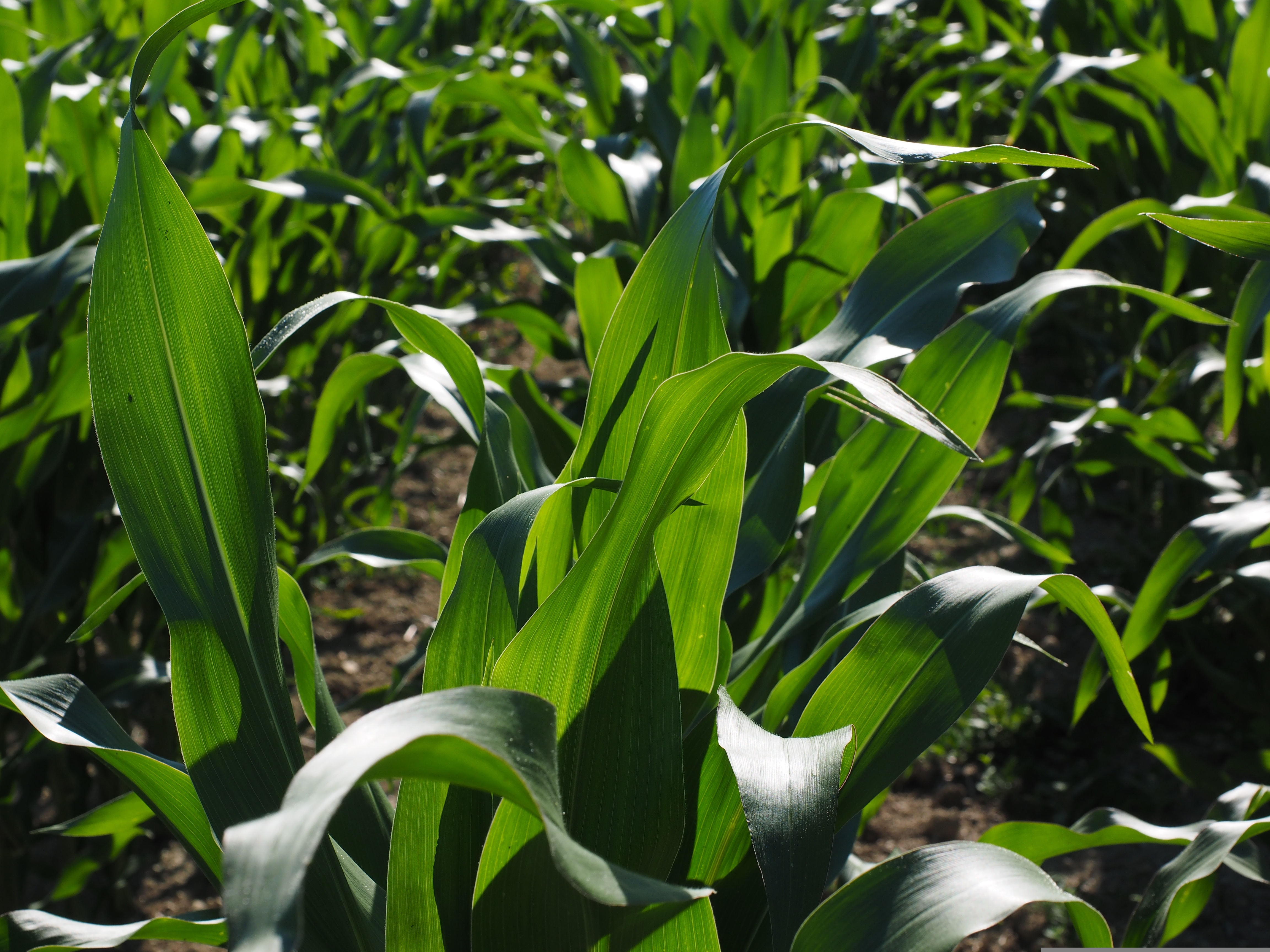 Hans Cornfield 592579