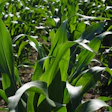 Hans Cornfield 592579