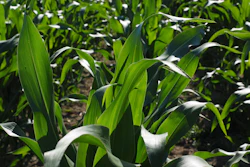 Hans Cornfield 592579