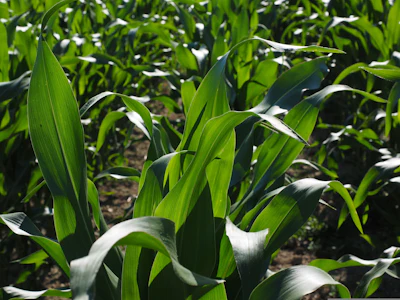 Hans Cornfield 592579
