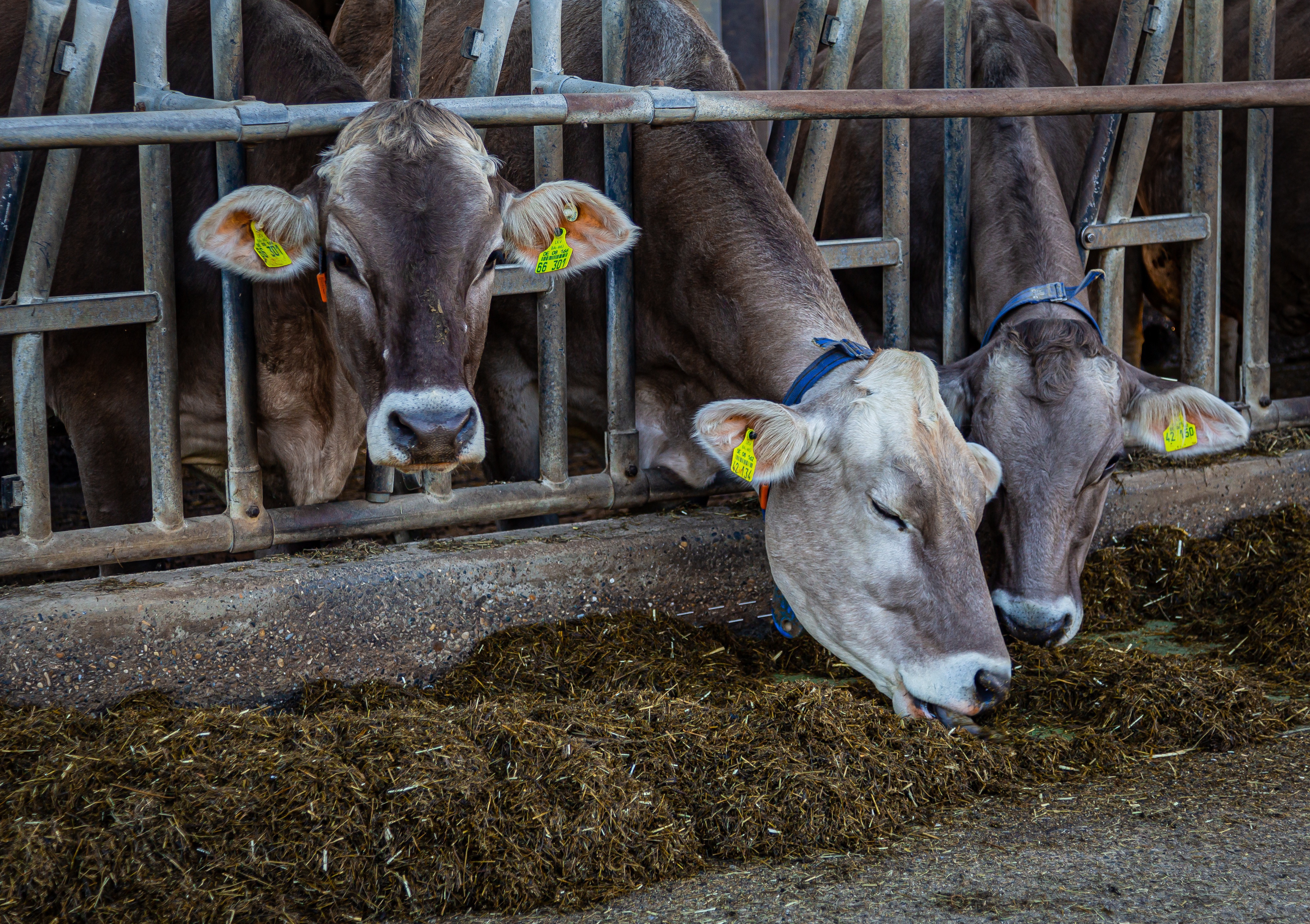 Maxmann Cow 4954372