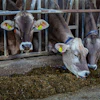 Maxmann Cow 4954372