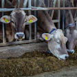 Maxmann Cow 4954372