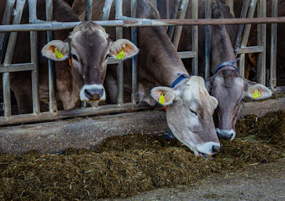 Maxmann Cow 4954372