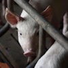 Phantienphat Pig 3750943 1280